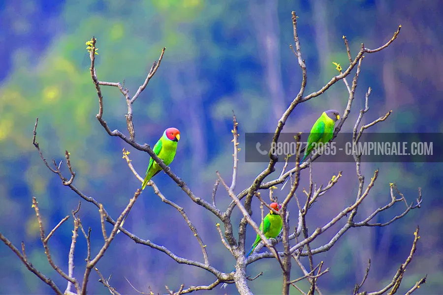 Bird Watching