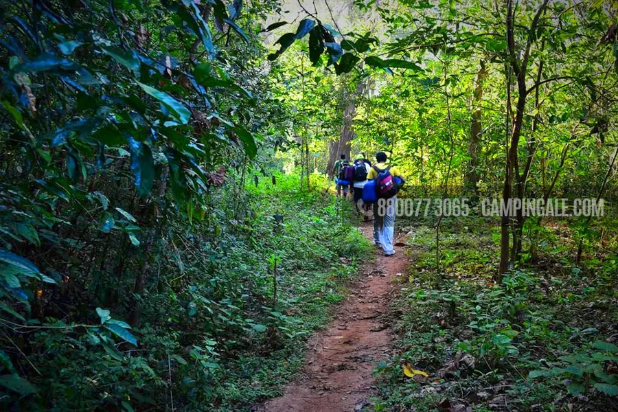Jungle Walk